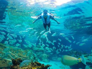 Discovery Cove Ultimate Package without Dolphin Swim