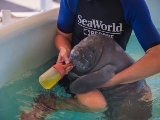 SeaWorld Orlando Rescue Tour