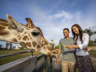 Serengeti Safari at Busch Gardens